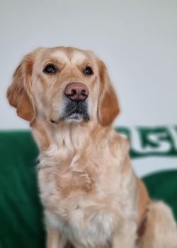 Stella